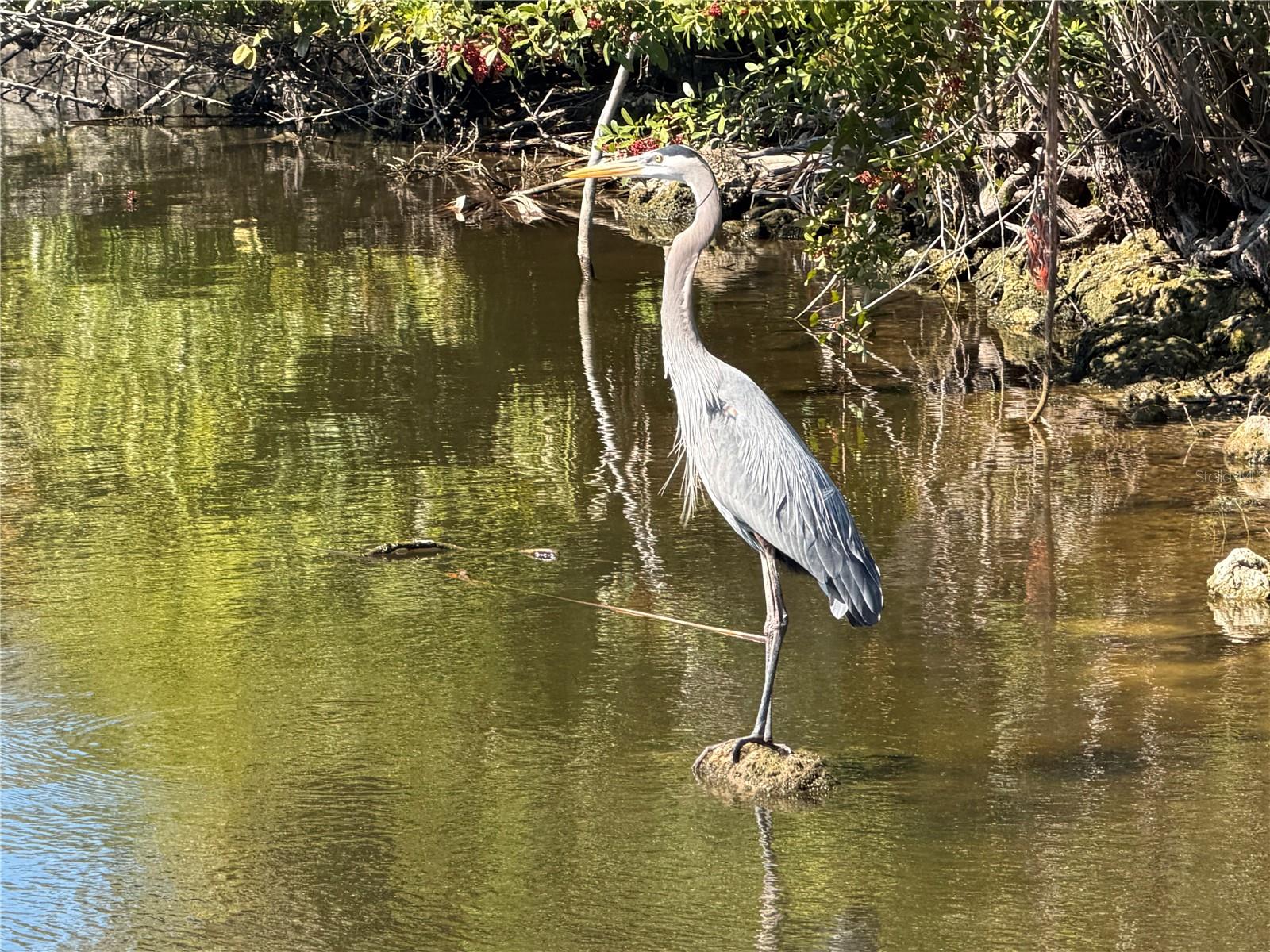 ROTONDA MEADOWS - Land