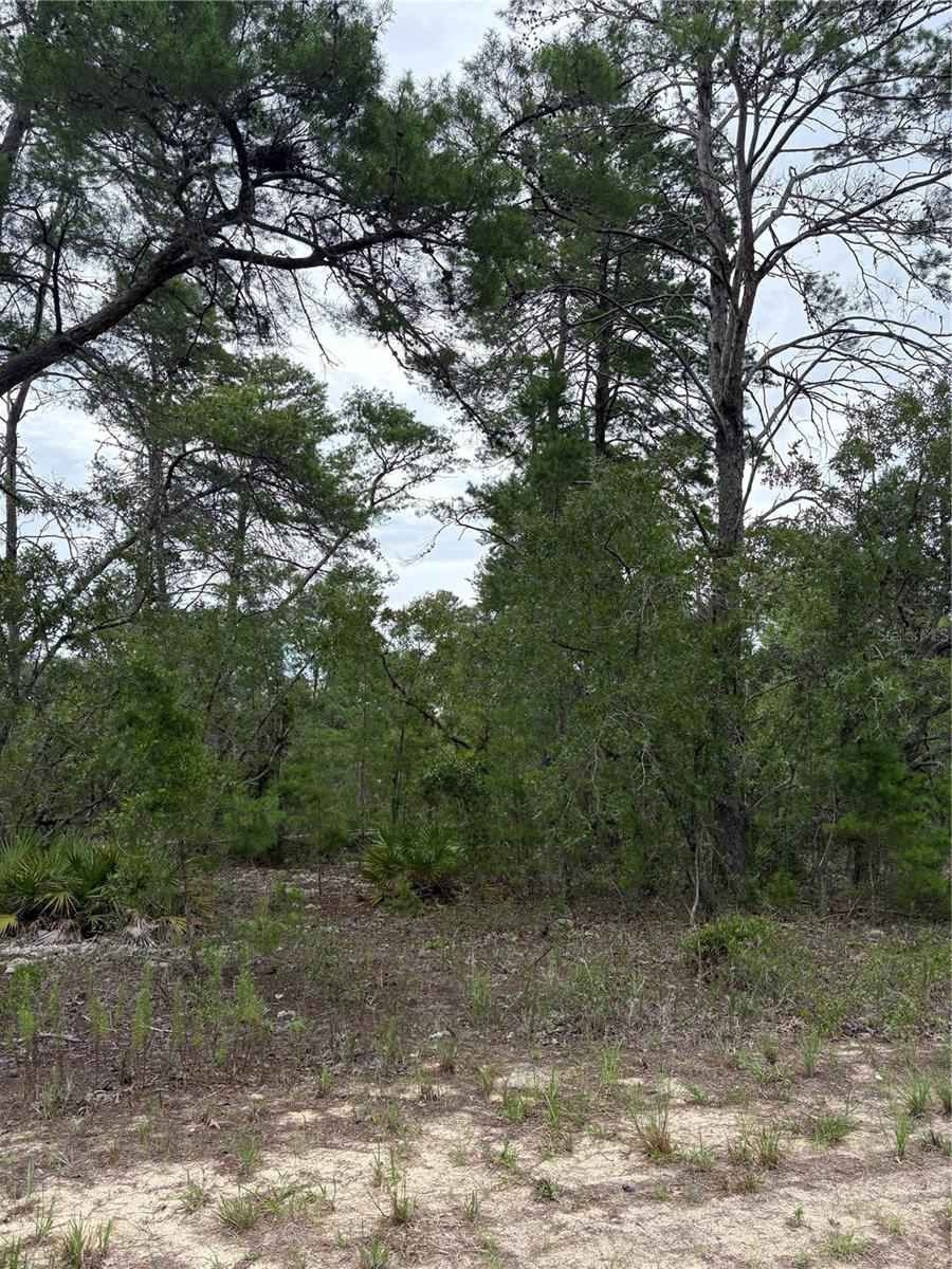 SUGARMILL WOODS OAK VILLAGE - Land