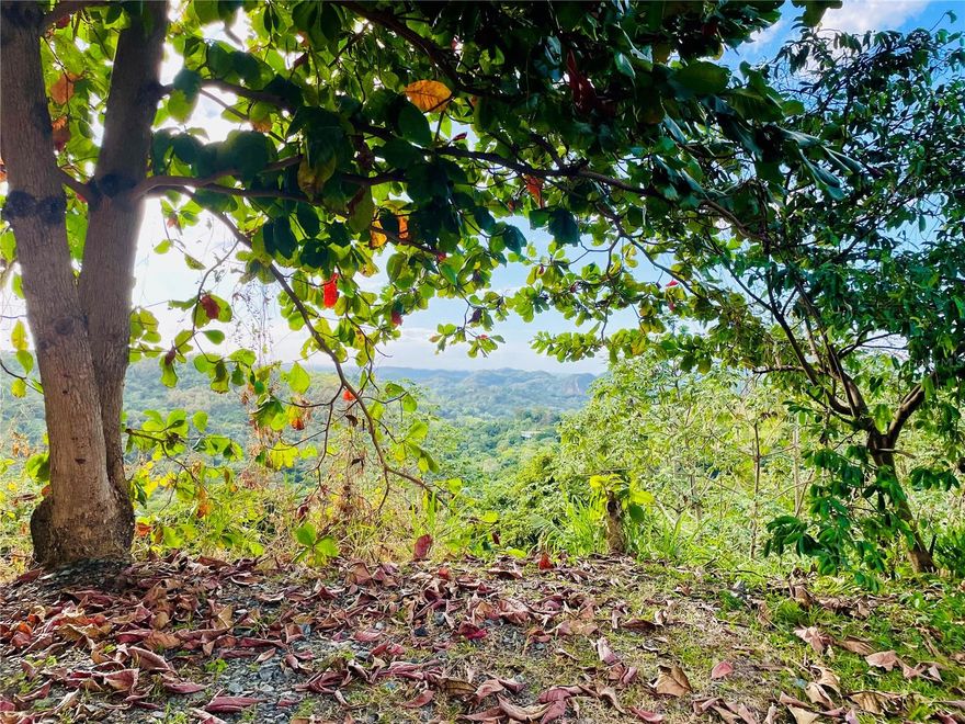 Build Your Dream Home on a Private Farm – Bo. Rosario, San Germán, Puerto Rico

Lot Size: 5.37 cuerdas (233,954 ft² / 21,735 m²)
Zoning: A-P (Agricultural–Productive) – Build your dream home

Property Overview:
Imagine building your dream home on a fully operational farm in the scenic countryside of San Germán, Puerto Rico. This 5.37-cuerda property features fertile soil, multiple greenhouses, over 12,500 ft² of agricultural structures, and more than 4,600 ft² of covered work areas, all ready for immediate use. Enjoy peaceful rural living with the flexibility to maintain small-scale farming, raise animals, or grow your own organic crops.

Ideal for a Dream Home with Space to Grow:

This property offers a rare opportunity to combine serene country living with agricultural potential. Build your private residence while taking advantage of existing infrastructure, including storage facilities, a cold room, a solar energy system, and a backup generator. The land’s A-P zoning allows for personal farming, livestock, eco-friendly projects, and other complementary uses, making it perfect for a self-sufficient lifestyle or hobby farm.

Permitted Uses (A-P Zoning):
Residential development for one or two families or a second-floor dwelling
Personal agriculture, organic farming, or agroecological cultivation
Raising livestock, poultry, domestic animals, or game animals
Apiaries, aquaculture, or small-scale farm operations
Agrotourism or eco-lodging projects (optional)
Sustainable energy projects, processing, and storage of farm products
Complementary uses related to personal farming or livestock operations

Lifestyle and Location:
Experience the tranquility of San Germán’s countryside with convenient access to main roads, nearby towns, and local markets. Enjoy privacy, natural beauty, and fresh air while having ample space to design your custom home, gardens, and outdoor living areas.

Key Features:
5.37 cuerdas of fertile, ready-to-use land
Multiple greenhouses and agricultural structures
Covered work areas, cold room, and storage facilities
Solar energy system with backup generator
Flexible zoning for residential and personal farm use
Peaceful rural setting with convenient access

Your Dream Home Awaits:
This is a rare opportunity to create your ideal country lifestyle in Puerto Rico. Whether you envision a private retreat, a hobby farm, or a combination of both, this property provides the space, infrastructure, and freedom to bring your vision to life.

San Germán land for sale, Puerto Rico dream home property, country home Puerto Rico, farm with house opportunity PR, organic farm land San Germán, rural property for sale Puerto Rico, build your dream home PR, hobby farm Puerto Rico

Call us today to schedule a visit and start building your dream home.
