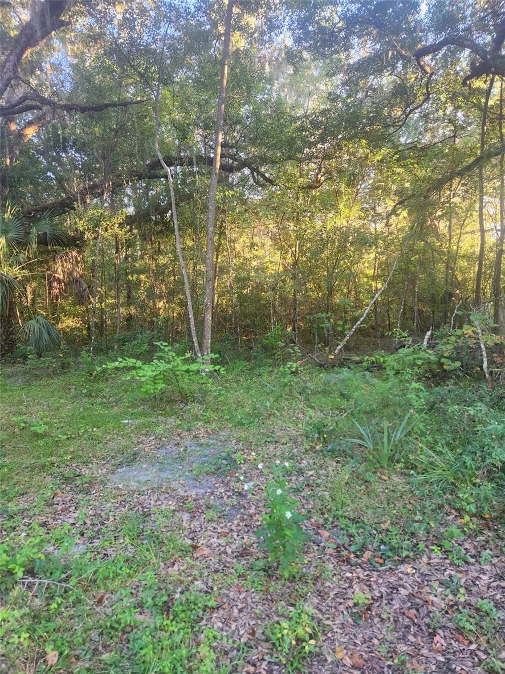 Photo of Tbd SE 75th Street, Ocala, FL 34480 (MLS # OM686538)