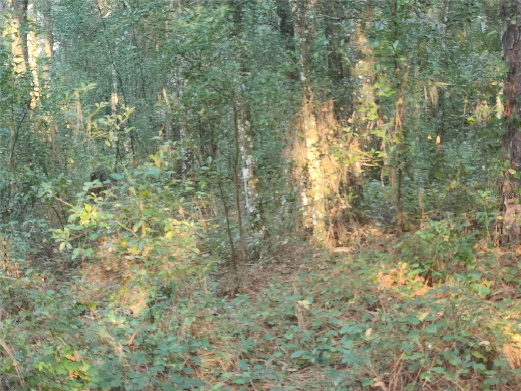 Photo of Tbd SE 75th Street, Ocala, FL 34480 (MLS # OM686538)