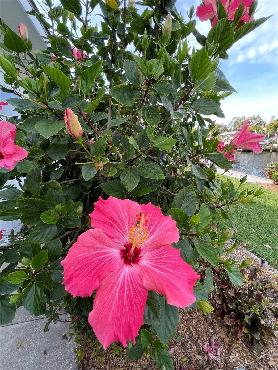 CORAL SHORES - Residential