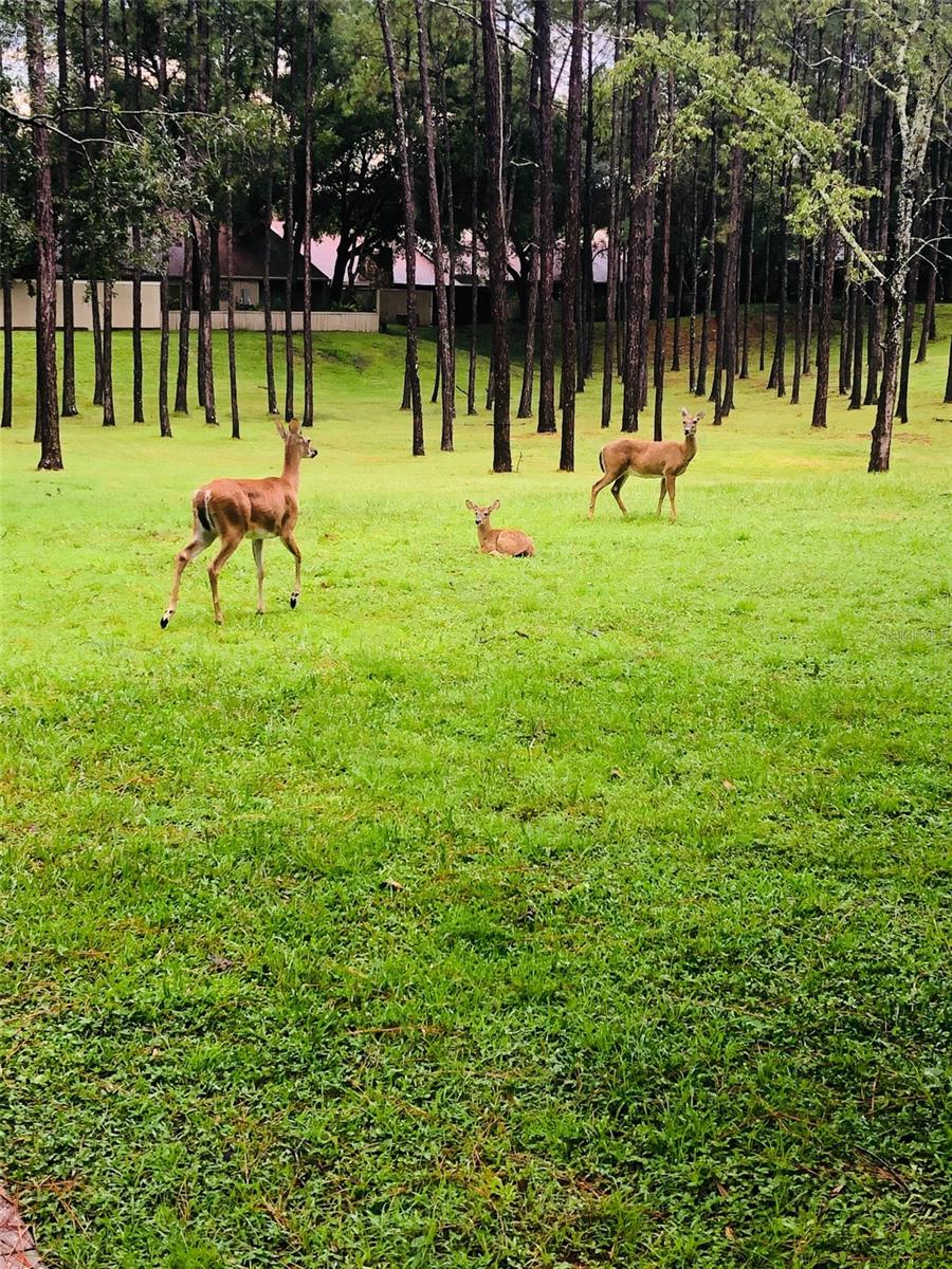 SPRINGS THE LIVE OAK VILLAGE 1ST ADD - Residential