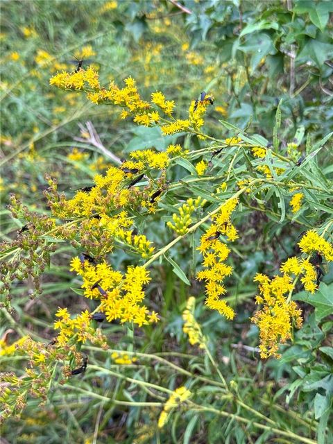 Tiny photo for Us 27 N, Ocala, FL 34482 (MLS # OM709429)