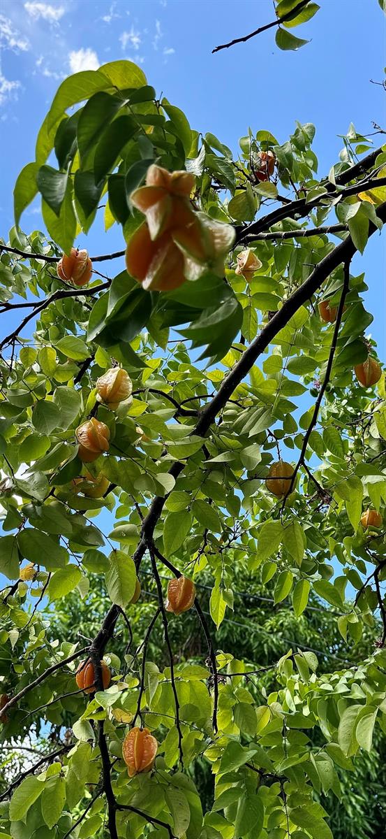 FLORIDA - Residential