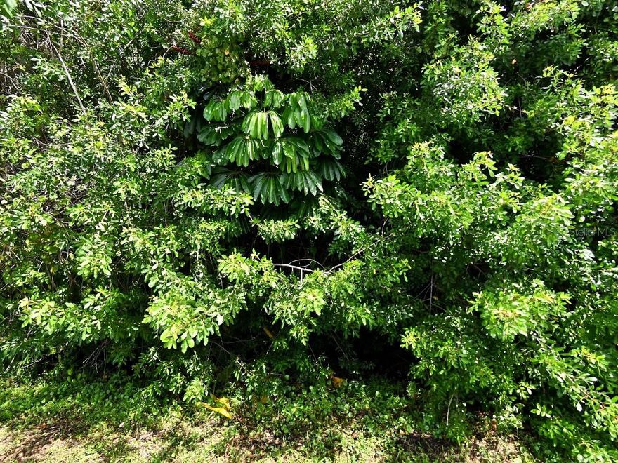 "Open the Doors to your Dreams" of Building your "Customized Beach Home"
just a 3 blocks from the Atlantic Ocean! Yes, you will be able to walk just 3 blocks
from your "Home Designed the Way you Like it" to the Beach! Located between close
to SR A-1-A. Yes, you can build your Customized Dream Home close to the
Florida Beaches! Come see it today. At this great location and great price;
This will not be available for long. Come see it today!