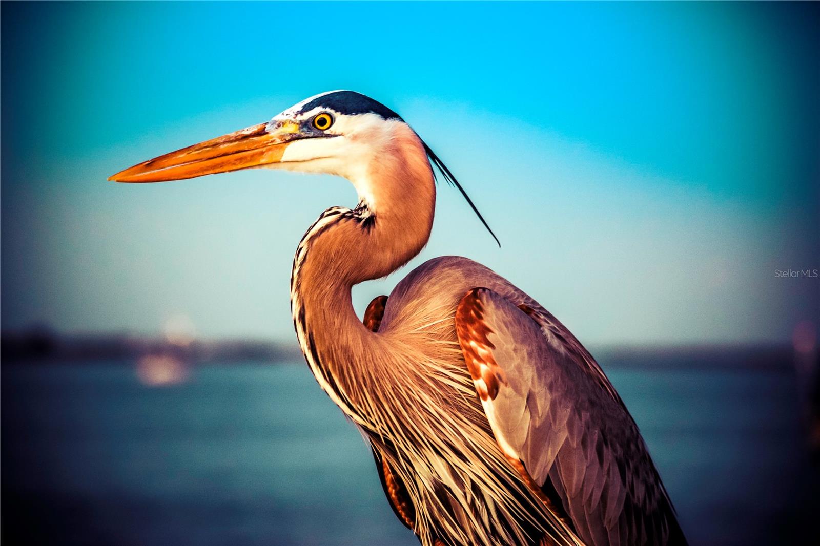 PALACIO DEL SOL - Residential