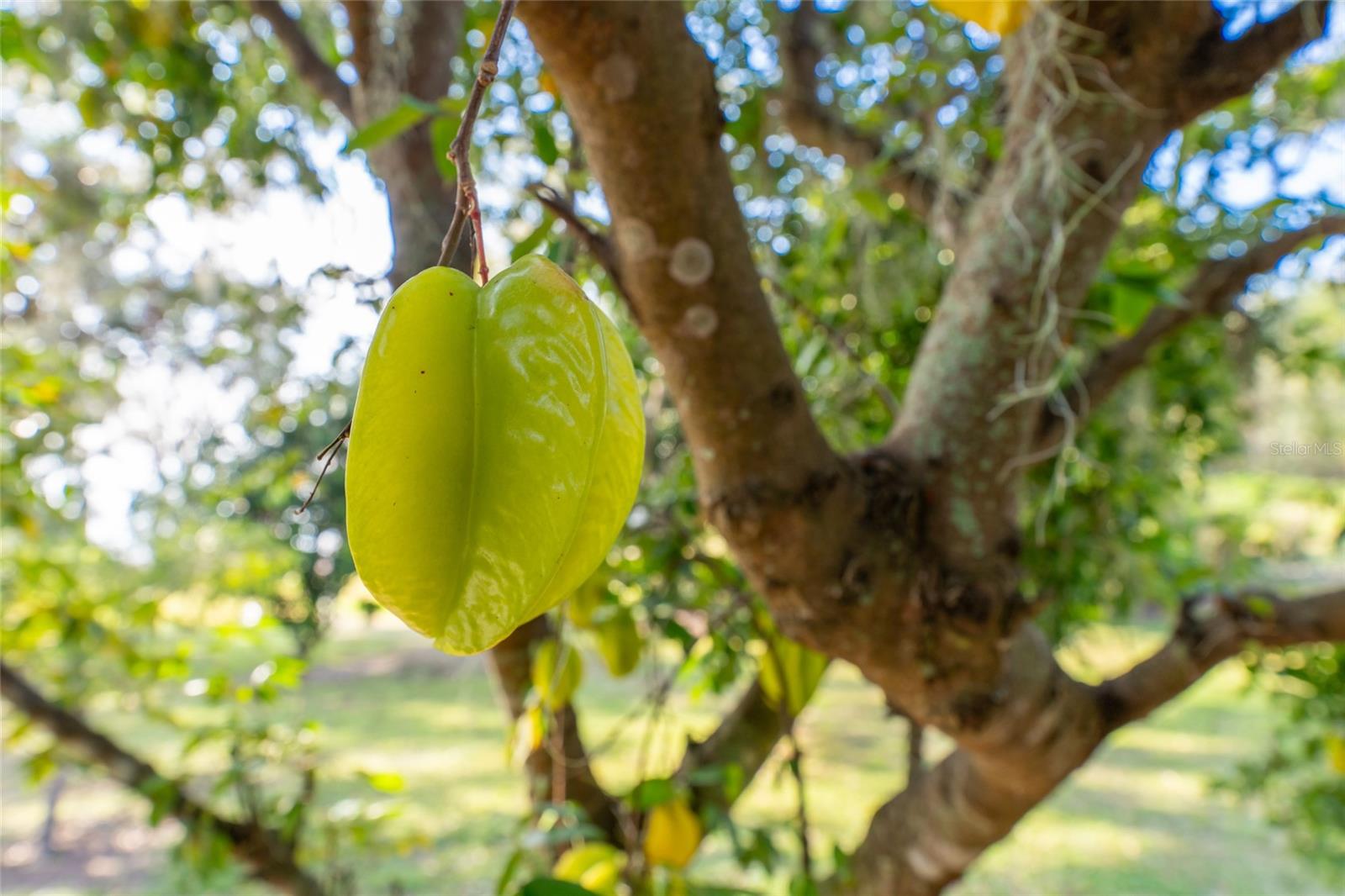 LAKE HARRIS HIGHLANDS SUB - Residential