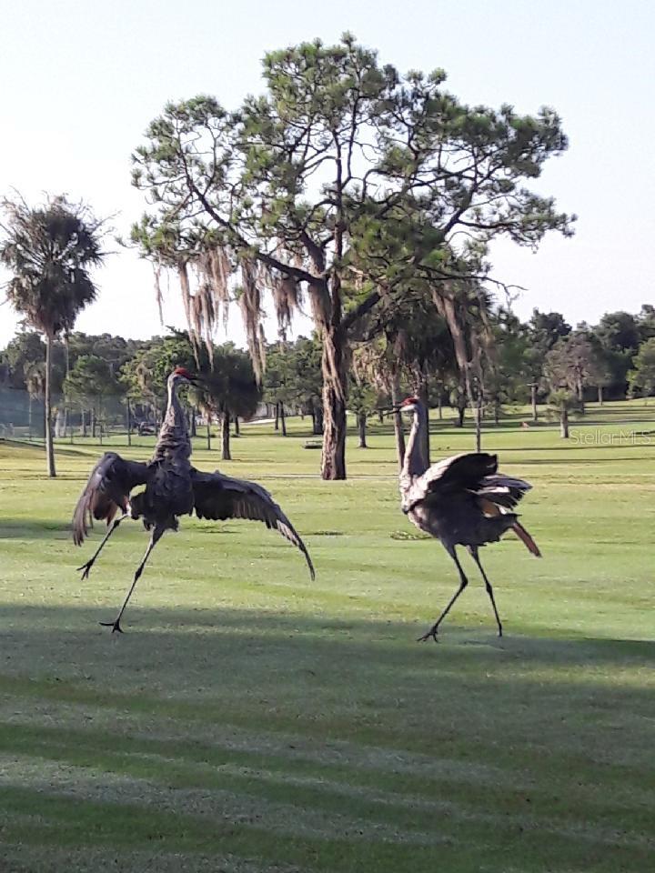 LOS PRADOS CONDO - Residential