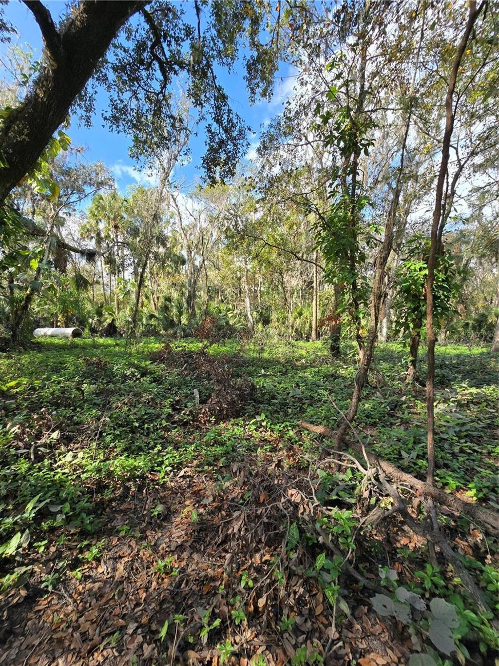 Photo of 943 Estelle Avenue, Brandon, FL 33511 (MLS # TB8331631)