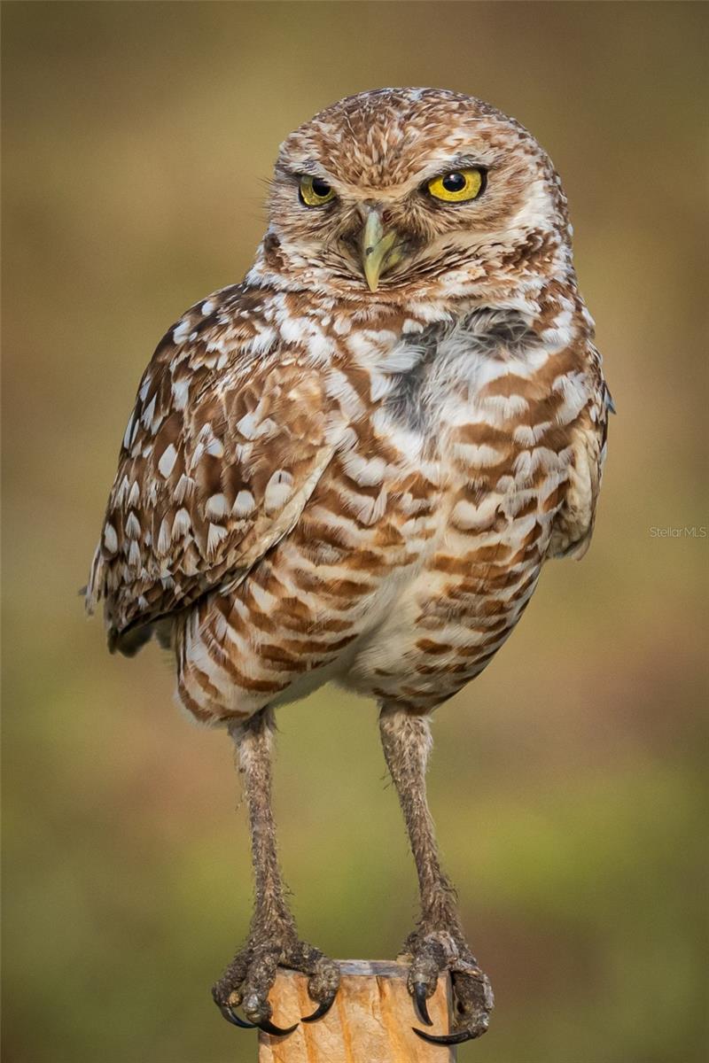 ROTONDA SANDS - Residential