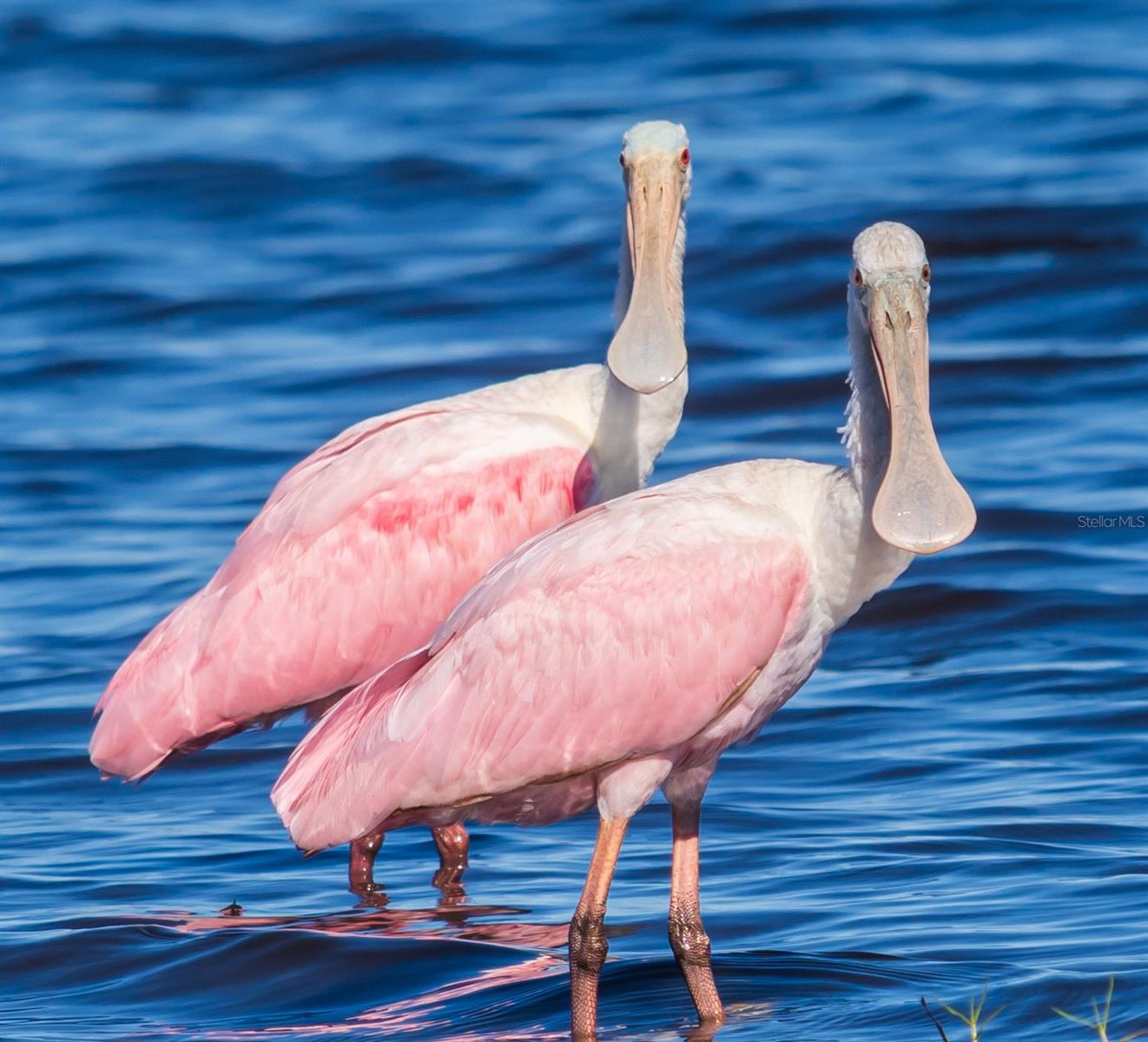 ROTONDA SANDS - Residential