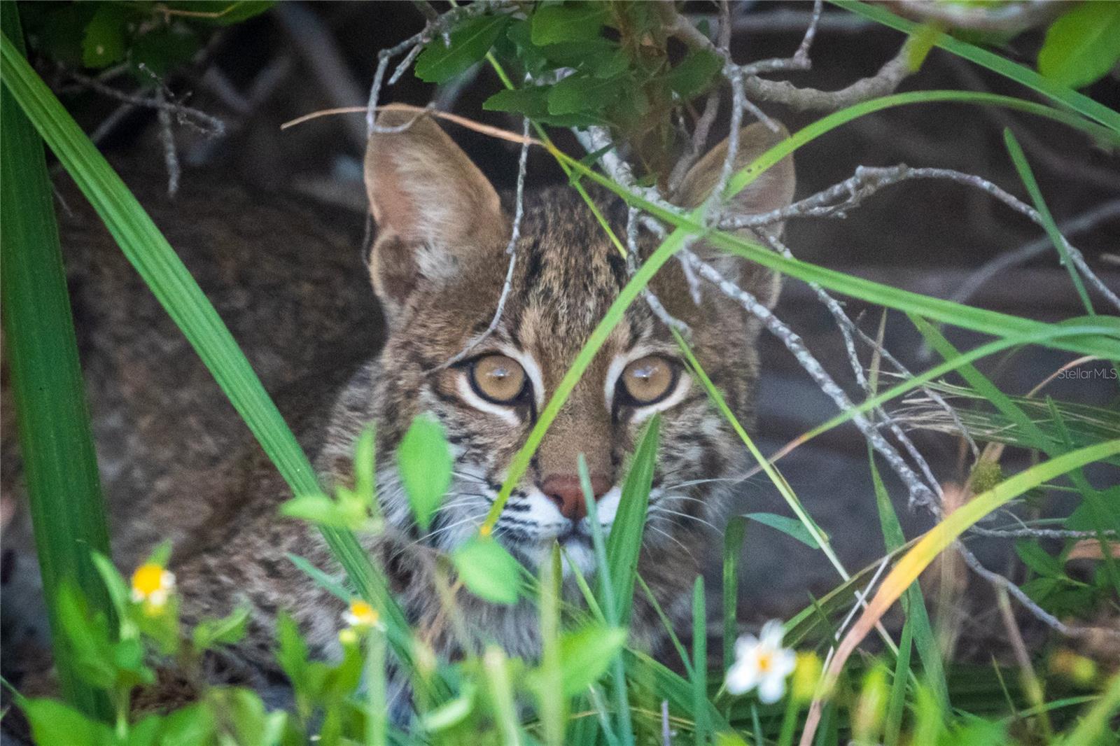 ROTONDA SANDS - Residential