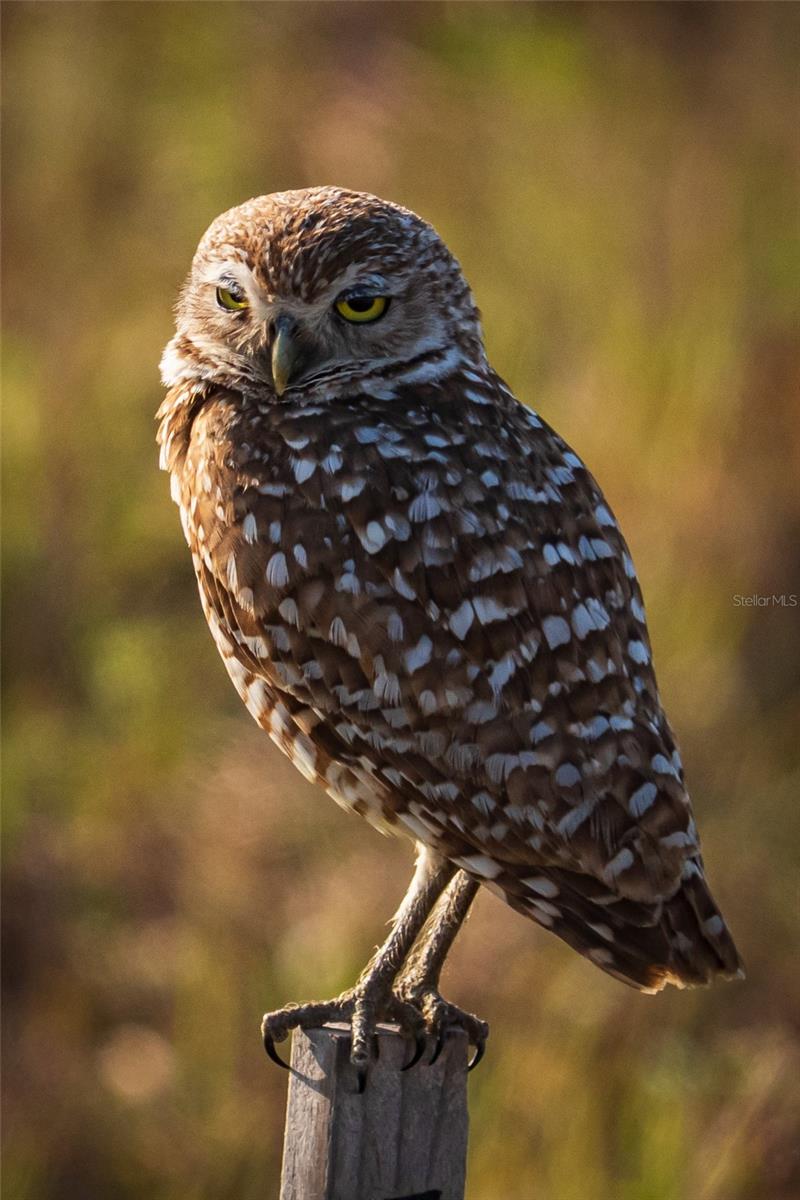 ROTONDA SANDS - Residential