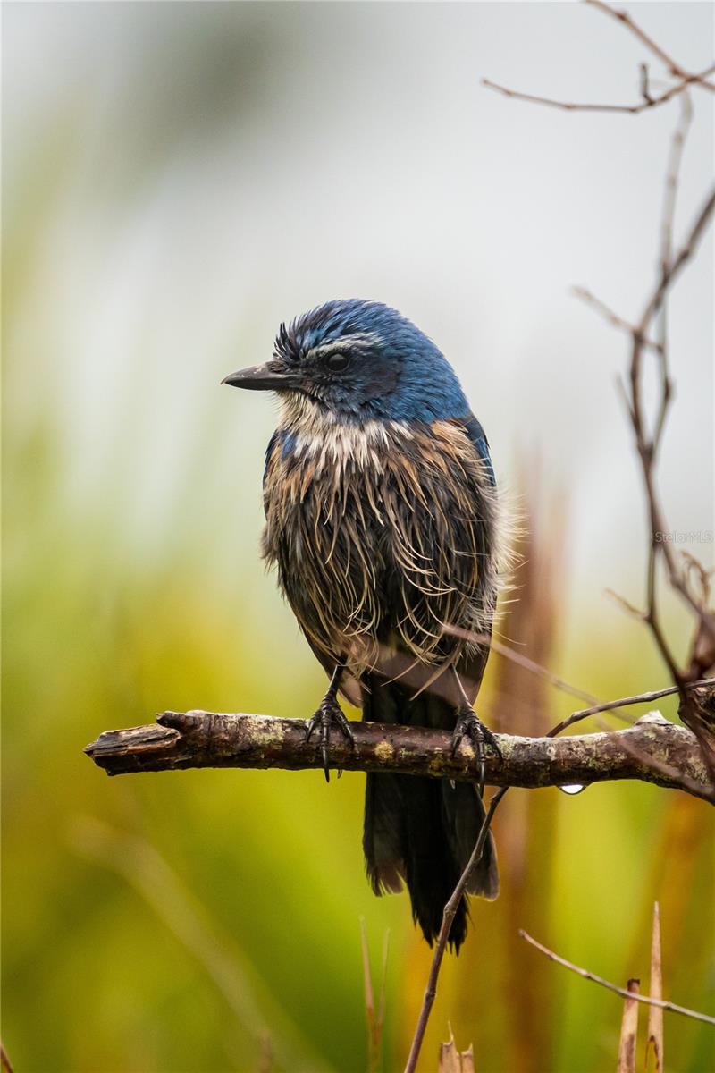 ROTONDA SANDS - Residential