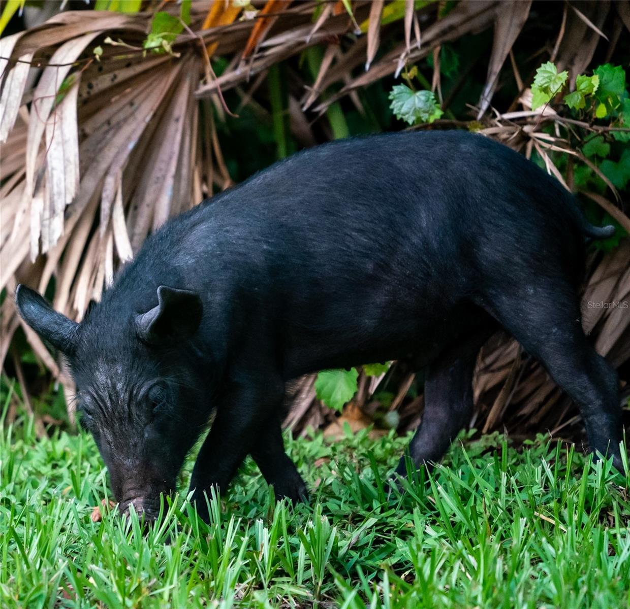 ROTONDA SANDS - Residential