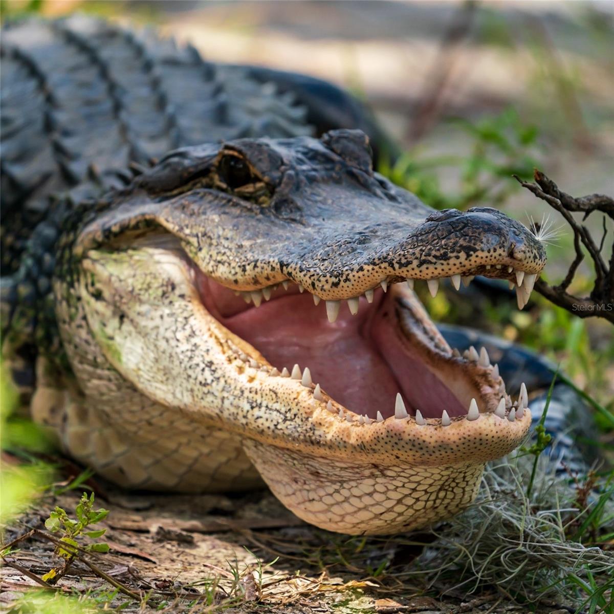 ROTONDA SANDS - Residential