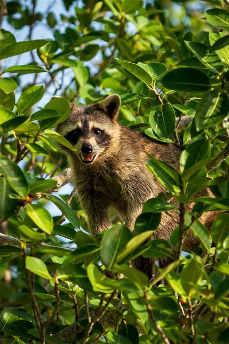 ROTONDA SANDS - Residential