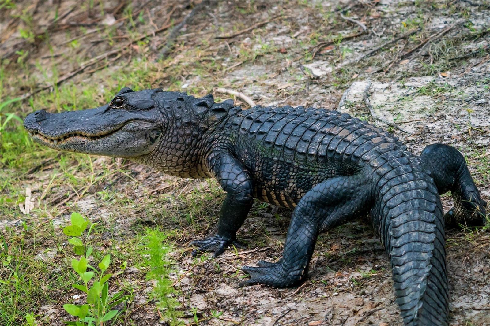 ROTONDA SANDS - Residential