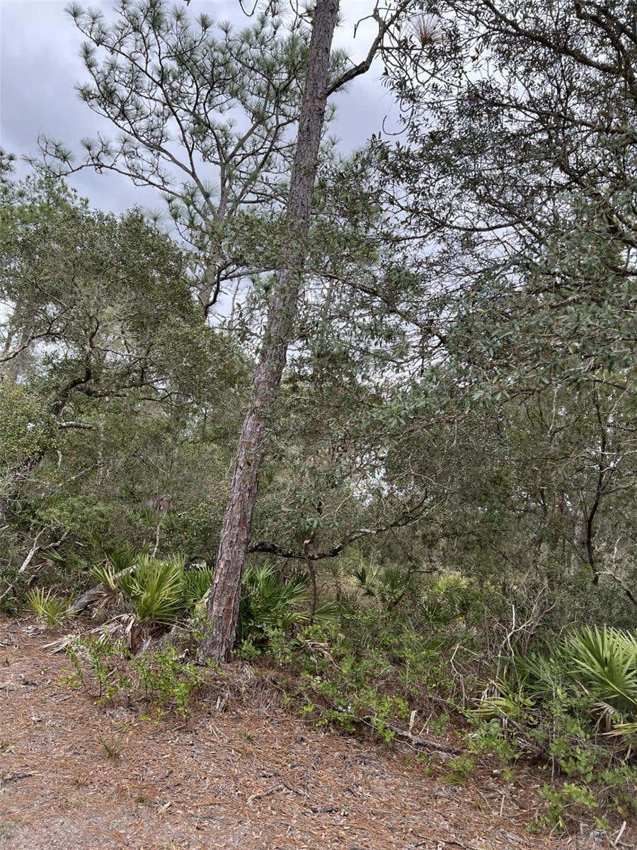 Photo of 0 NE 144th Court, Fort Mccoy, FL 32134 (MLS # OM725497)