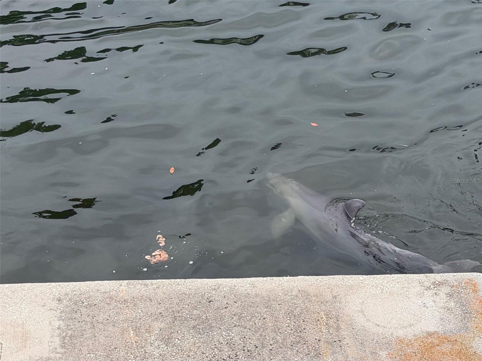 DRIFTWOOD ISLES - Land
