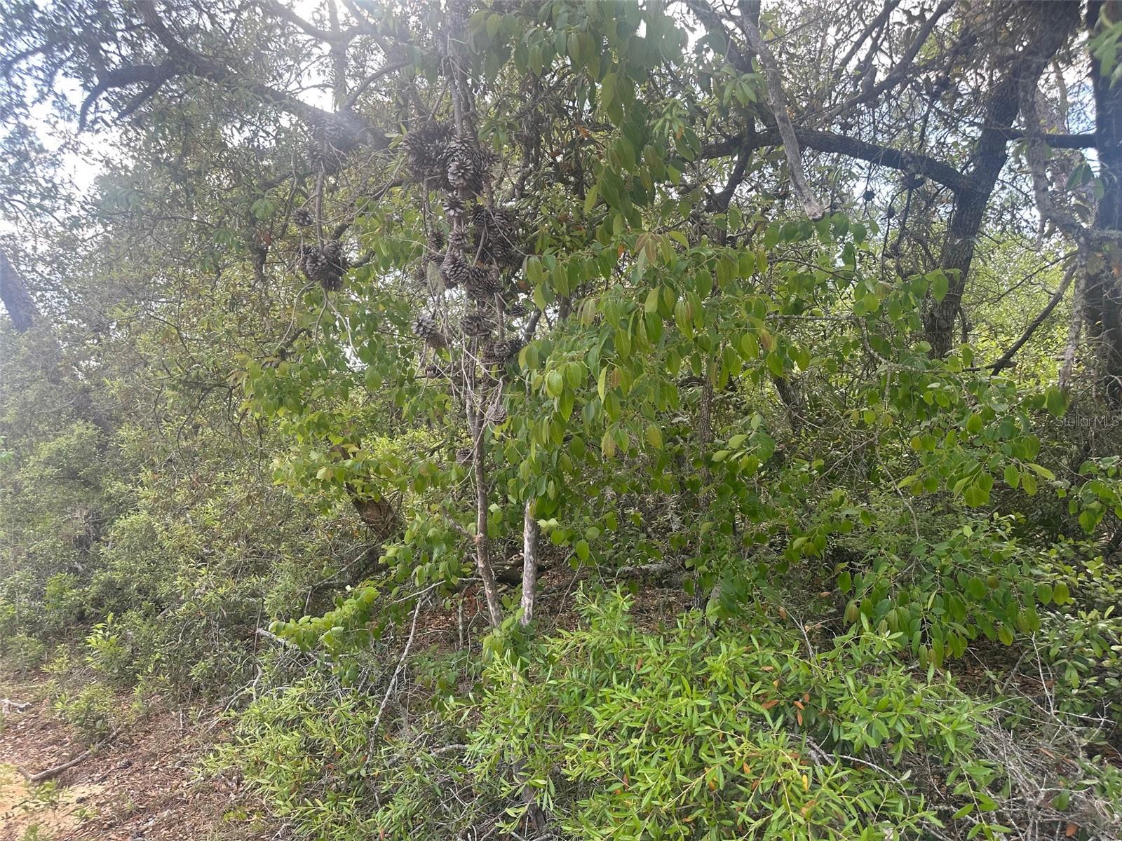 MARION OAKS UN 04 - Land