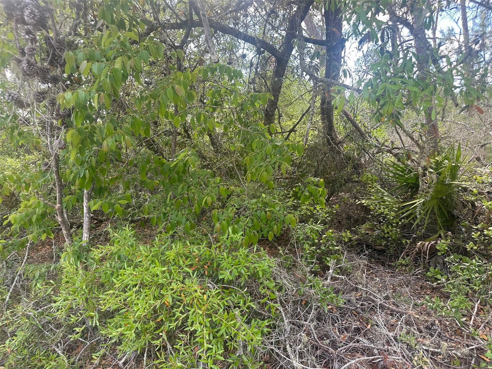 MARION OAKS UN 04 - Land