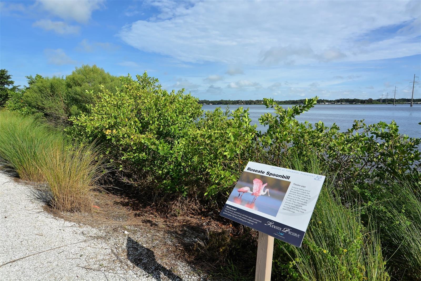 TIDEWATER PRESERVE 3 - Residential