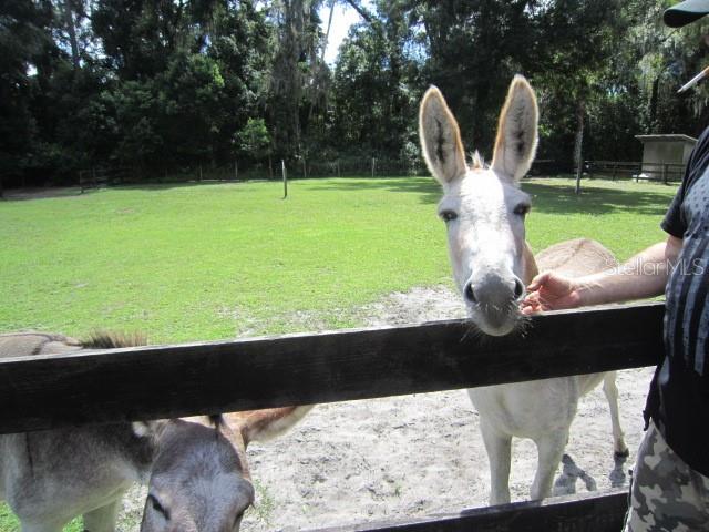 TANGELO ESTATES - Residential