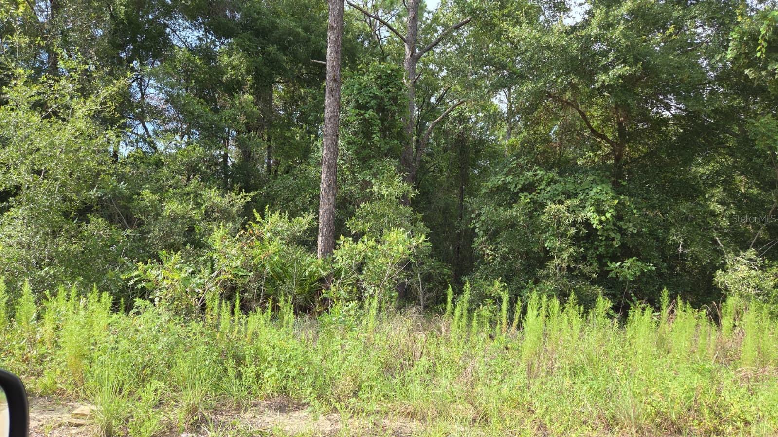 Almost 1 acre, very affordable for mobile homes! Nicely wooded lot. Size is 100' x 400' Amazing LOCATION 5 Minutes to the Rainbow Spring State Park , 20 Minutes to World Equestrian Center.and there is much more.