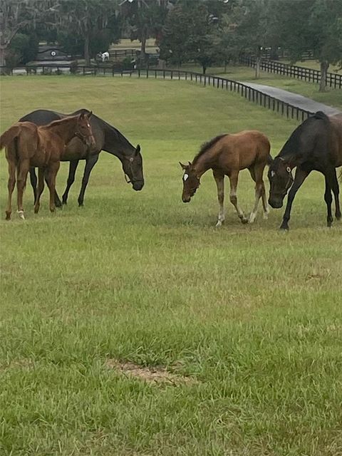 Tiny photo for 9549 NW 80th Avenue, Ocala, FL 34482 (MLS # OM717931)