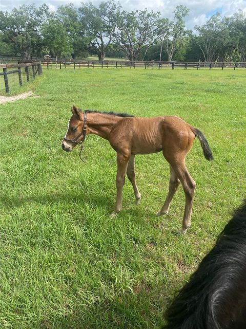 Tiny photo for 9549 NW 80th Avenue, Ocala, FL 34482 (MLS # OM717931)