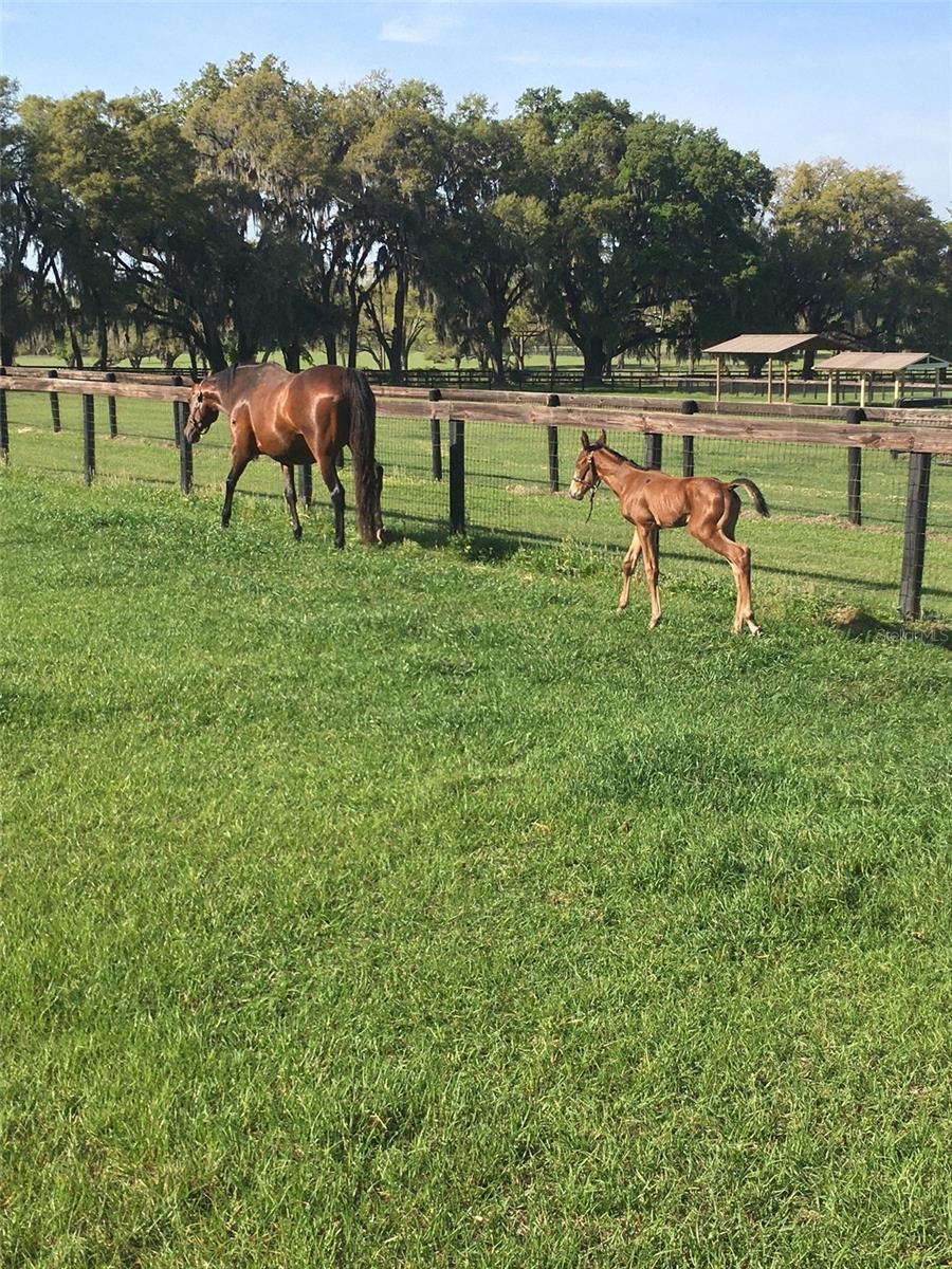 ACREAGE NON-SUBDIVISION - Residential