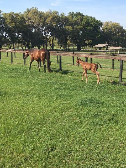 Tiny photo for 9549 NW 80th Avenue, Ocala, FL 34482 (MLS # OM717931)