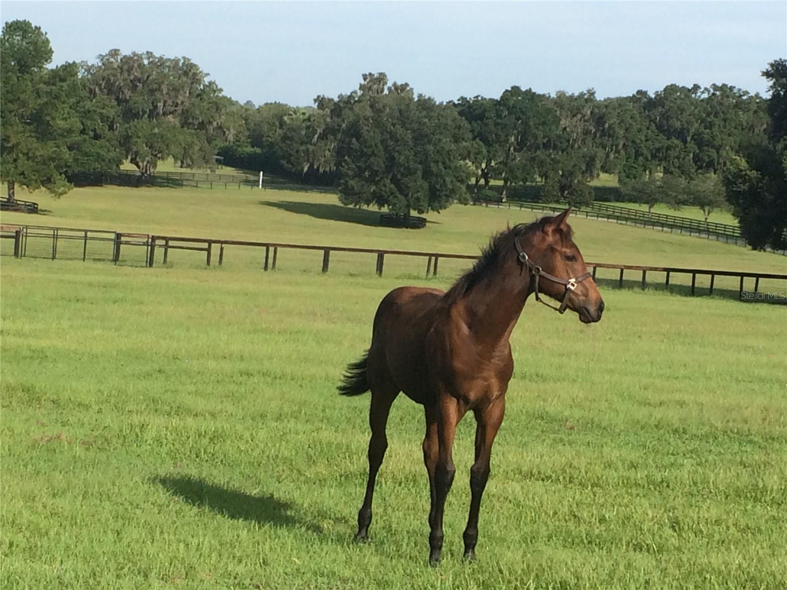 ACREAGE NON-SUBDIVISION - Residential