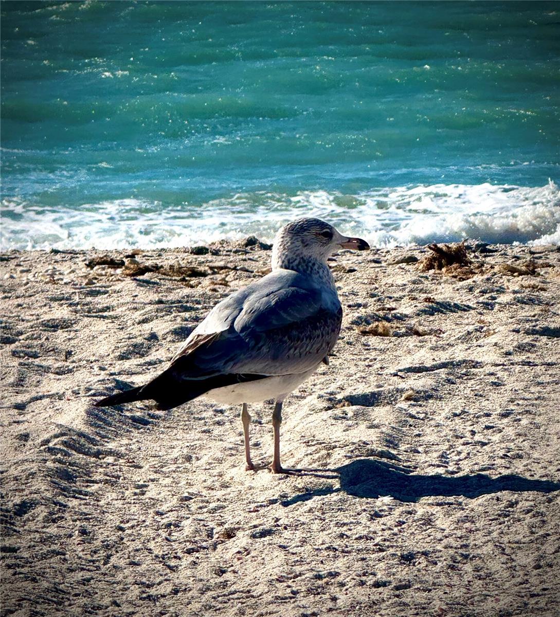 TERRA COVE - Residential