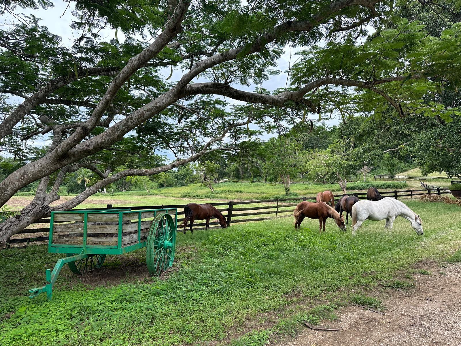 BO. DESCALABRADO - Residential