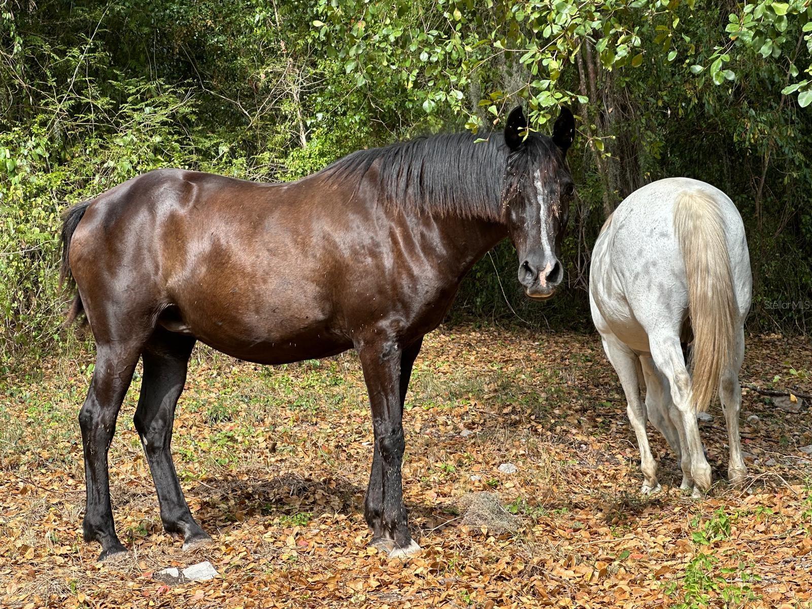 BO. DESCALABRADO - Residential