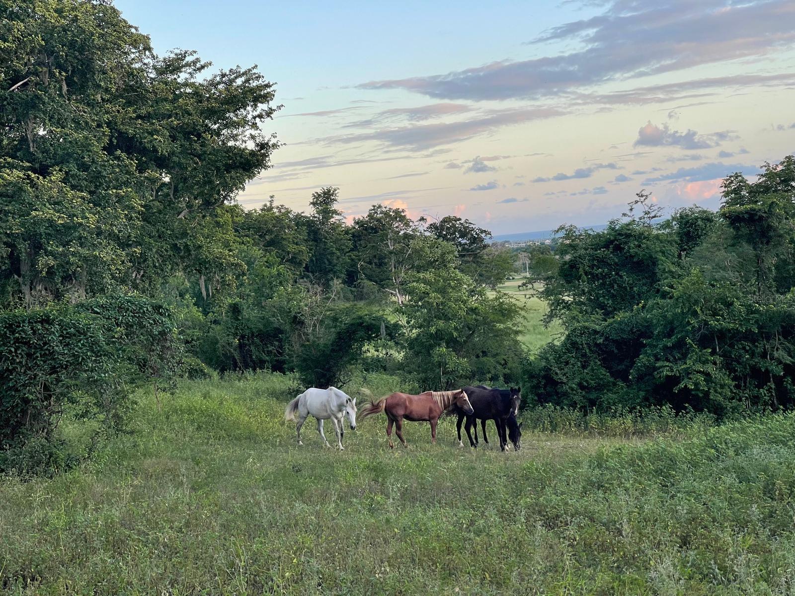 BO. DESCALABRADO - Residential