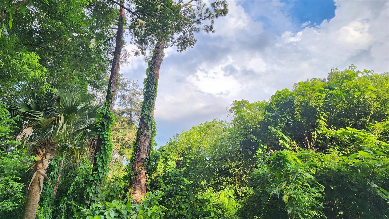 ORLANDO TERRACE SEC 01 - Land