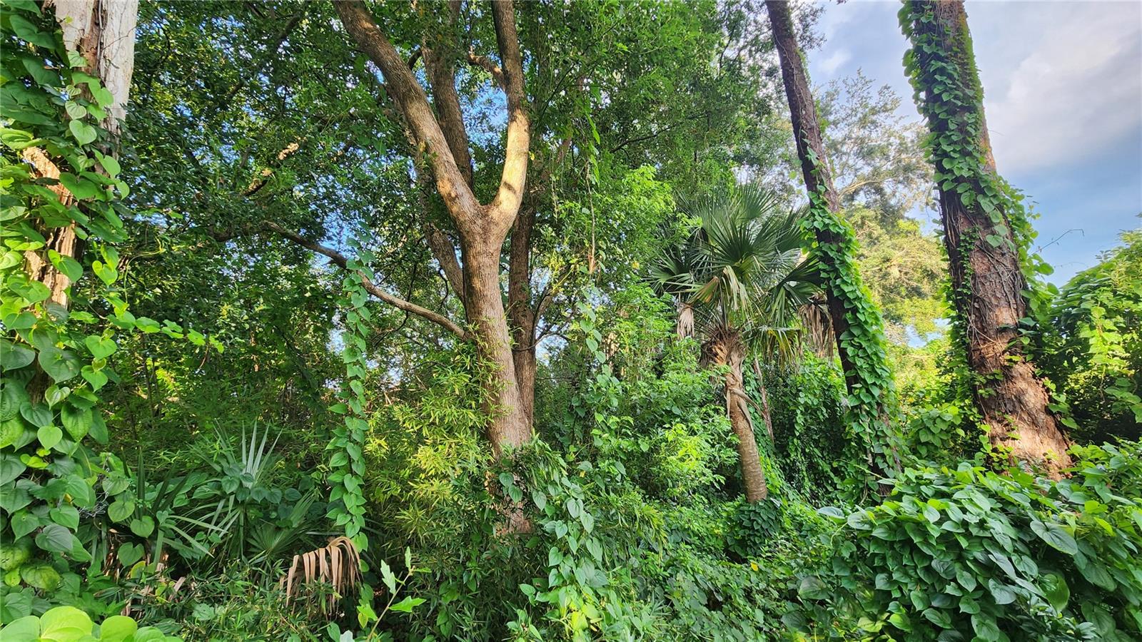 ORLANDO TERRACE SEC 01 - Land