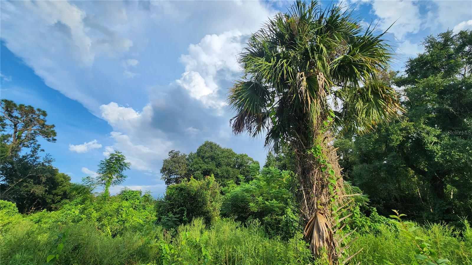 ORLANDO TERRACE SEC 01 - Land