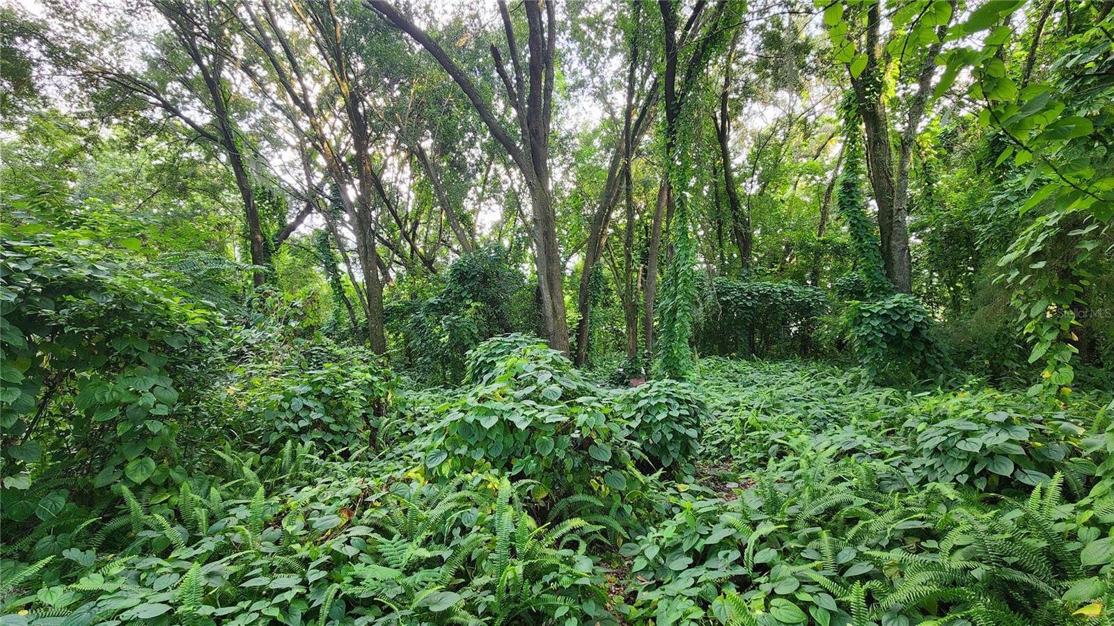ORLANDO TERRACE SEC 01 - Land