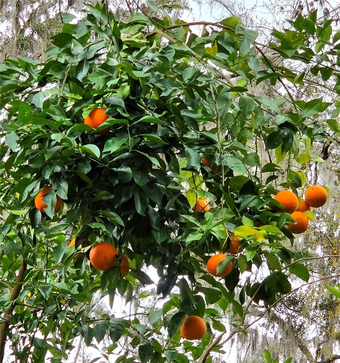 SAVANNAH OAKS-CLASS 1 SUB - Land