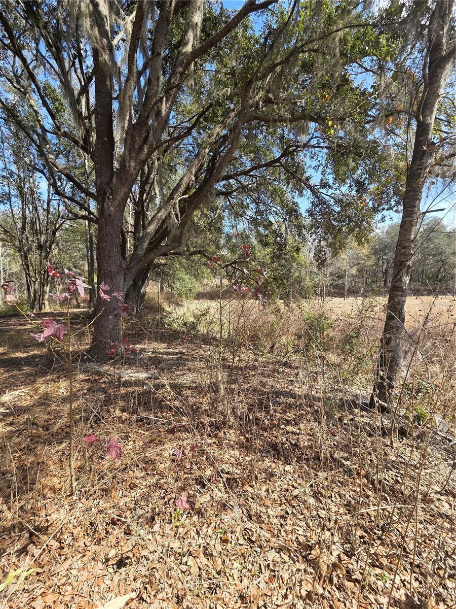 SAVANNAH OAKS-CLASS 1 SUB - Land