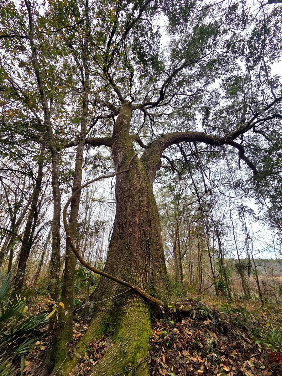 SAVANNAH OAKS-CLASS 1 SUB - Land