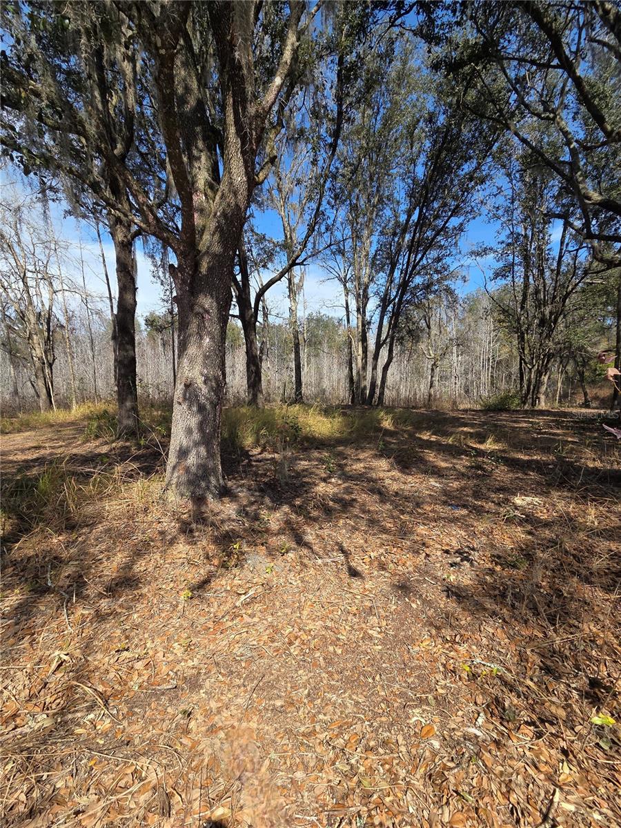 SAVANNAH OAKS-CLASS 1 SUB - Land