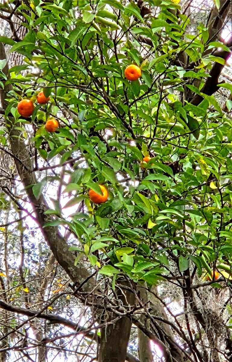 SAVANNAH OAKS-CLASS 1 SUB - Land