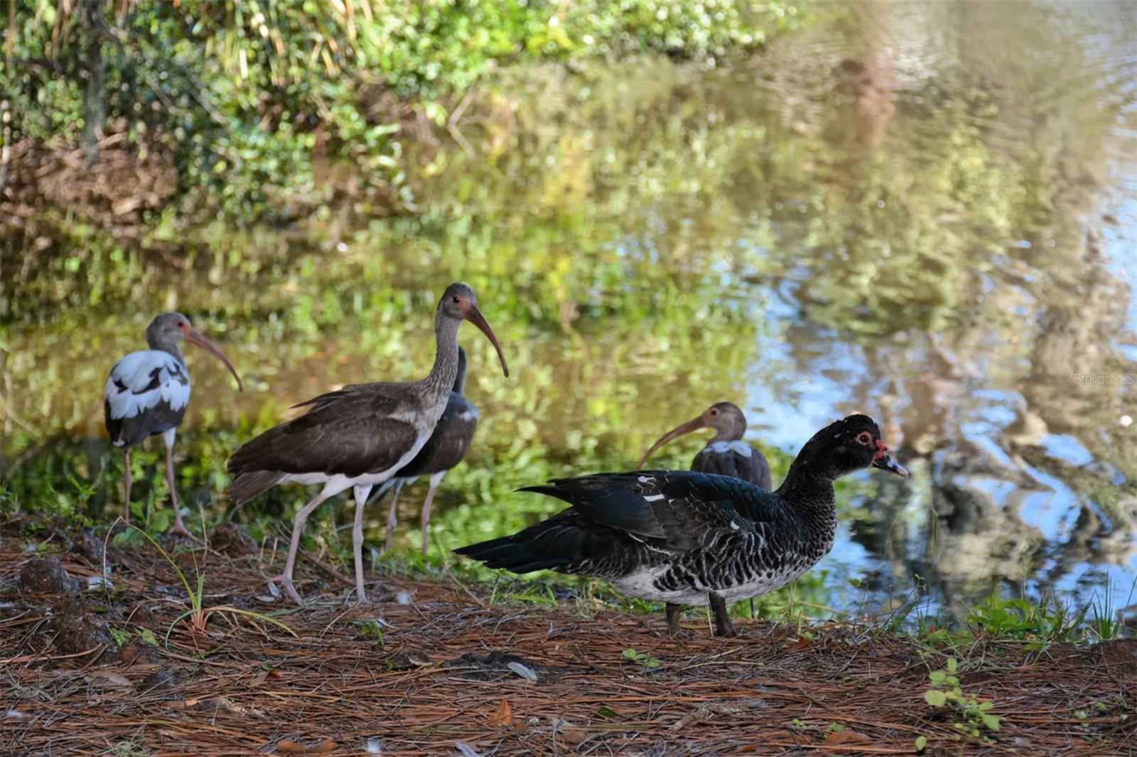 ALFRED PARK - Residential