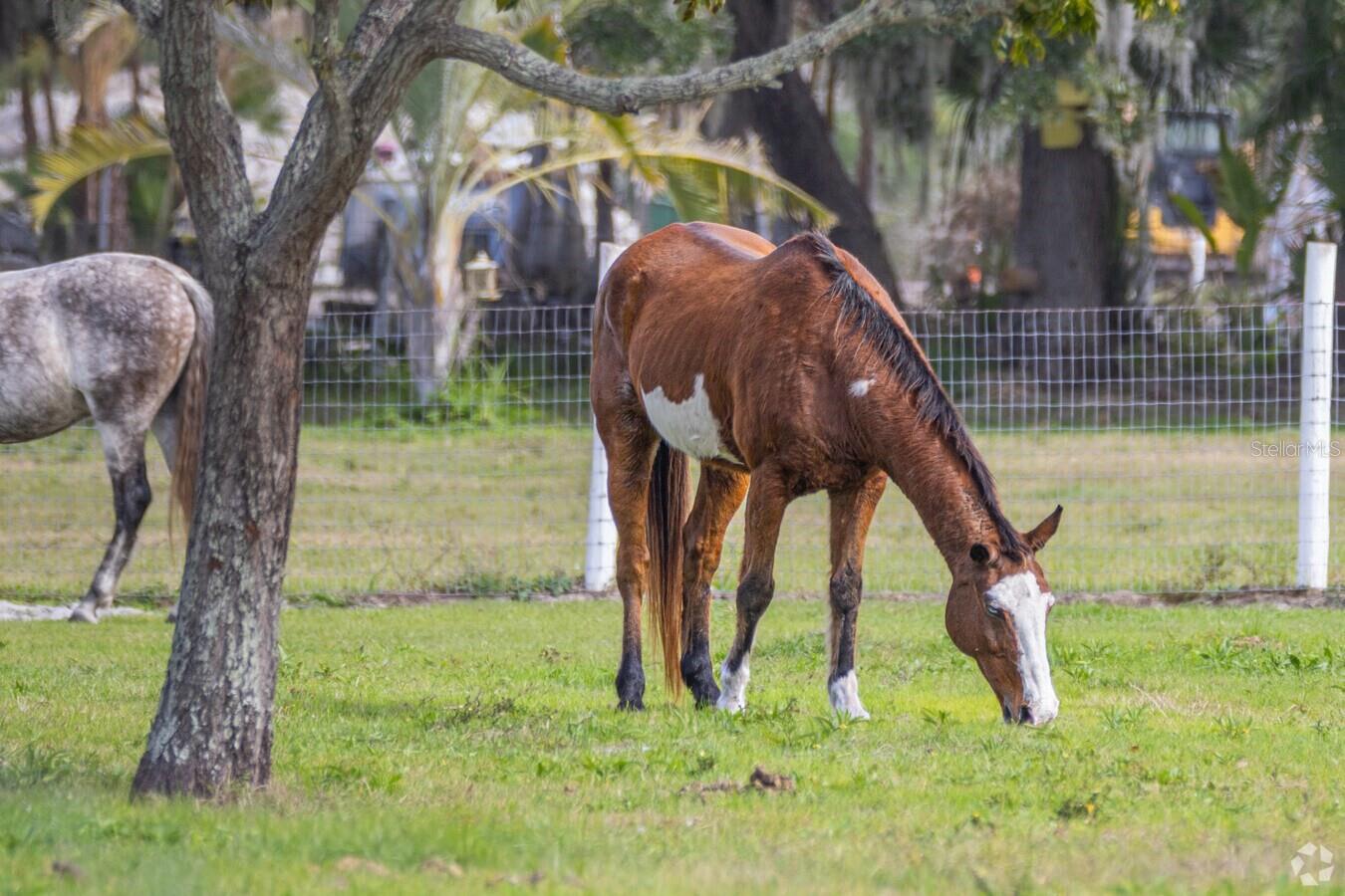 TERRA CEIA ISLAND - Residential